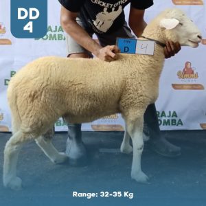 Domba Qurban DD-4