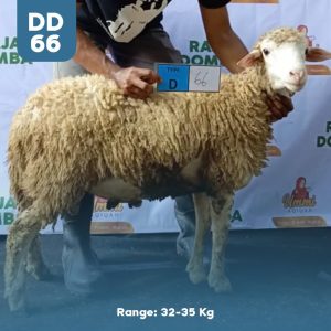 Domba-Qurban-DD-66.jpeg