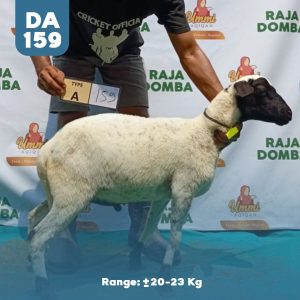 Domba Qurban DA-159