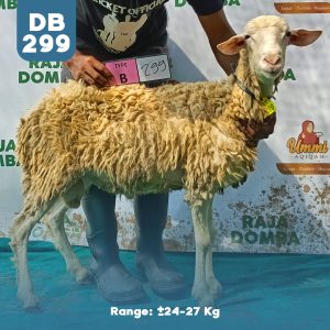 Domba Qurban DB-299
