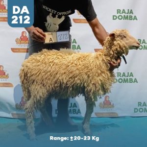 Domba Qurban DA-212