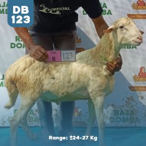 Domba Qurban DB-123