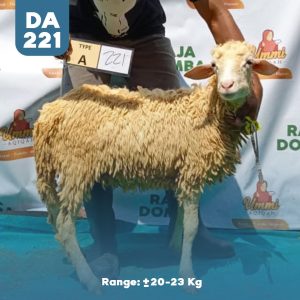 Domba Qurban DA-221
