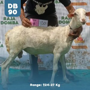 Domba Qurban DB-90