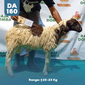 Domba Qurban DA-160