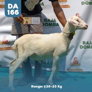 Domba Qurban DA-166