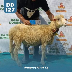 Domba Qurban DD-127