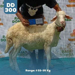 Domba Qurban DD-300