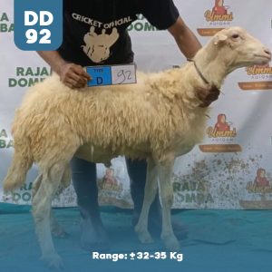 Domba Qurban DD-92