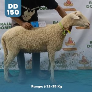 Domba Qurban DD-150