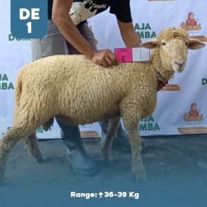 Domba Qurban DE-1