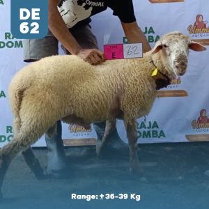 Domba Qurban DE-62