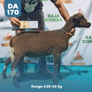 Domba Qurban DA-170