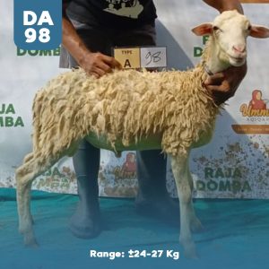 Domba Qurban DA-98