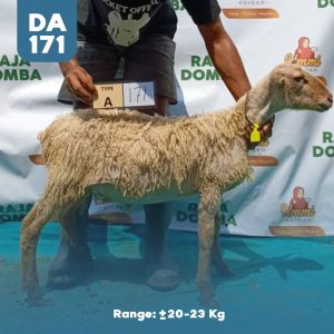 Domba Qurban DA-171