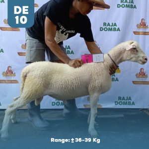 Domba Qurban DE-10