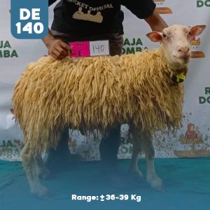 Domba Qurban DE-140