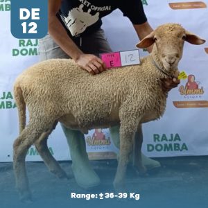 Domba Qurban DE-12