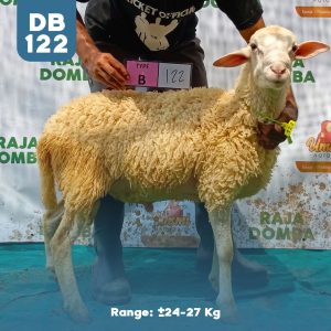 Domba Qurban DB-122