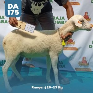 Domba Qurban DA-175