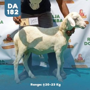 Domba Qurban DA-182