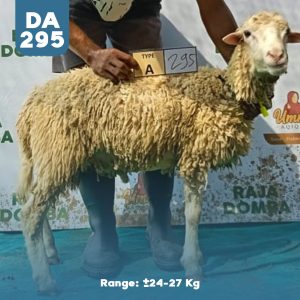 Domba Qurban DA-295