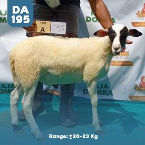 Domba Qurban DA-195