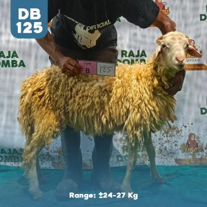 Domba Qurban DB-125