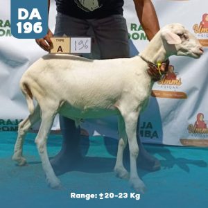 Domba Qurban DA-196