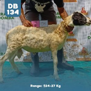 Domba Qurban DB-134