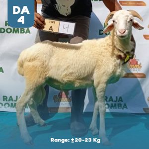 Domba Qurban DA-4