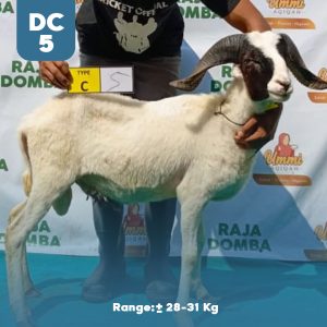 Domba Qurban DC-5