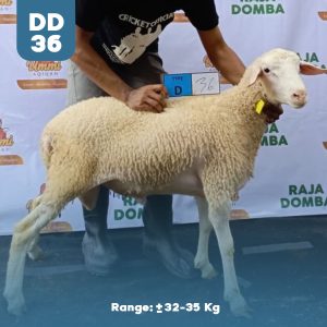 Domba Qurban DD-36