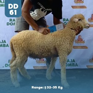 Domba Qurban DD-61