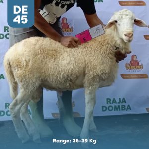 Domba Qurban DE-45