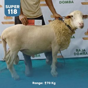 Domba Qurban DS-118