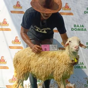 Domba Qurban DB-129