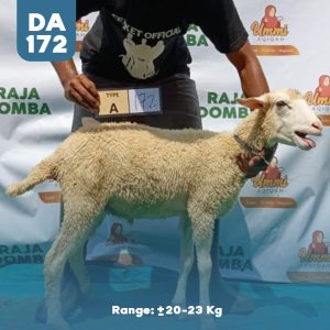 Domba Qurban DA-172